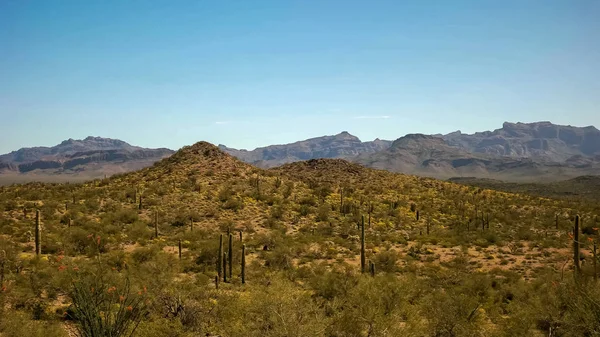 De Sanoraanse woestijn en cactus nabij ajo, az — Stockfoto