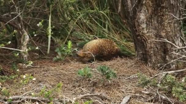 Кормление echidna оставляет выстрел вправо на мысе столб на три мыса трек — стоковое видео