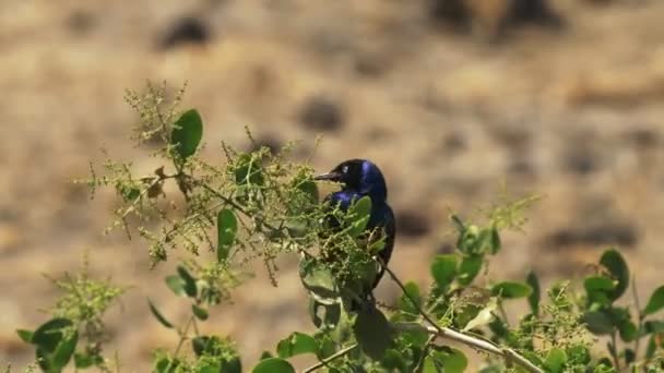 An iridescent superb starling feeding on berries at amboseli national park — Stock Video