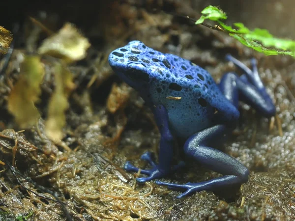 Close up side on shot of a blue poison frog — Stock Photo, Image