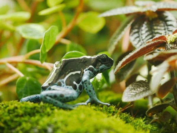 A dyeing poison frog turns away from the camera — Stock Photo, Image