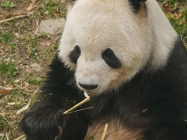 Uma vista de alto ângulo de um panda gigante comendo bambu — Fotografia de Stock