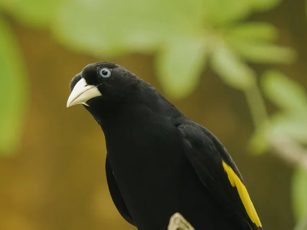 Um cacique amarelo-rumped empoleirado em uma árvore — Fotografia de Stock