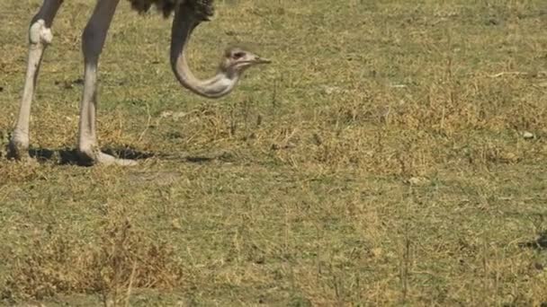 Primer plano de una avestruz hembra alimentándose en amboseli — Vídeos de Stock