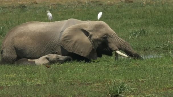 Крупным планом слона и теленка, кормящихся в болоте в Амбосели — стоковое видео