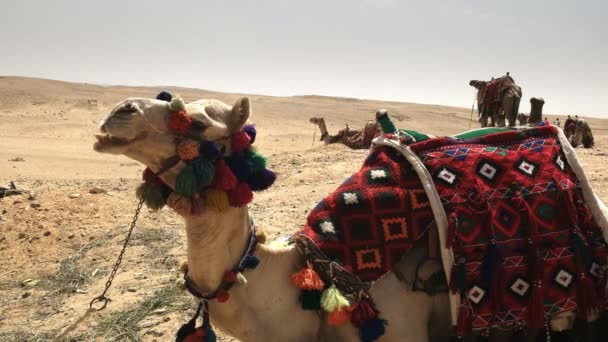 Крупним планом верблюди на пірамідах в Гізі, Єгипет — стокове відео