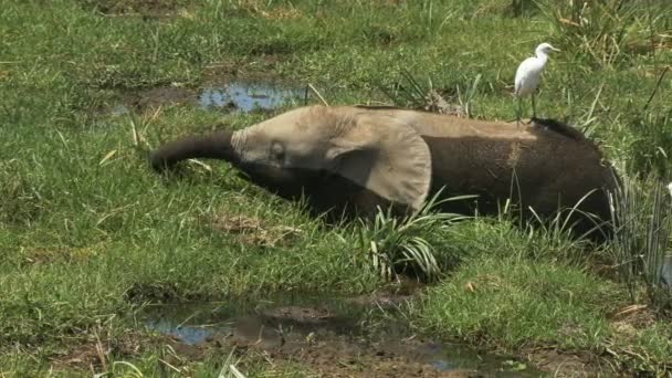 Dziecko słoń karmienia z czaple w bagno w Amboseli — Wideo stockowe