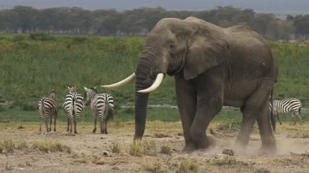 Shot of a bull elephant at amboseli — Stock Video