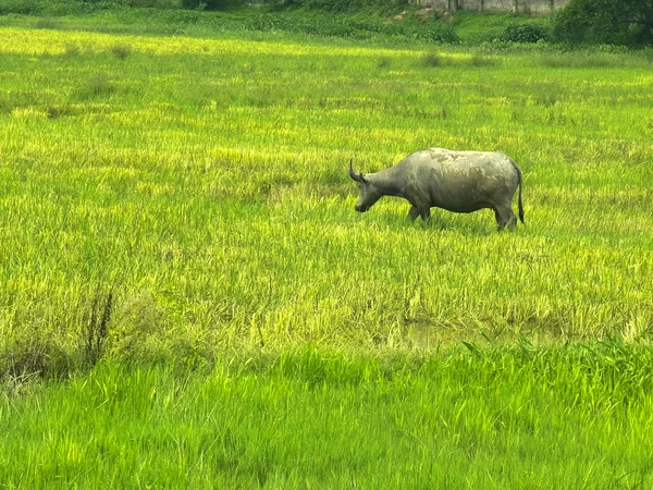 Un búfalo de agua pastando en un campo de arroz en el norte de Vietnam —  Fotos de Stock