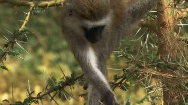 amboseli milli parkında bir ağaçta beslenen ververt maymun