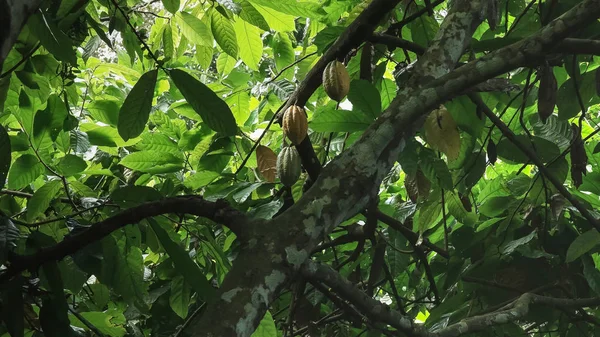 Weiter Blick auf reife Kakaofrüchte auf Baum in Bali — Stockfoto