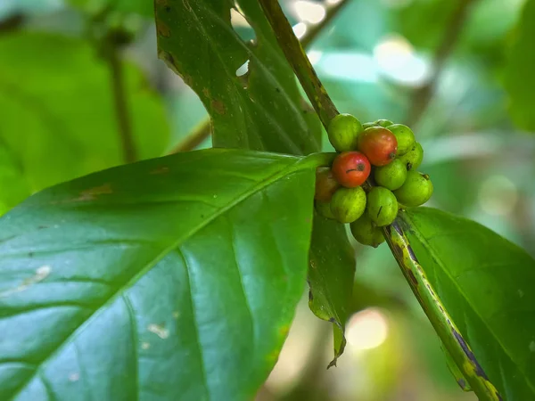生长在巴里的一个种植园的灌木丛中的咖啡浆果 — 图库照片