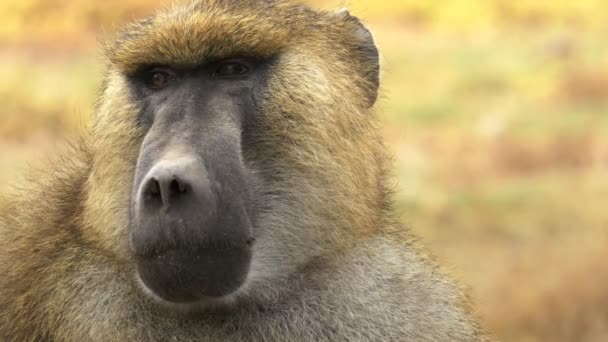 El primer plano extremo del babuino aceitunero en amboseli — Vídeos de Stock