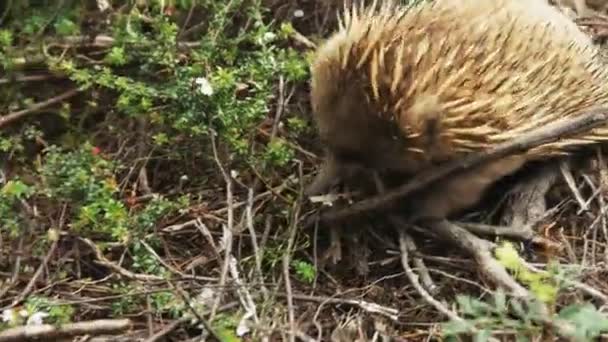 Primo piano di un foraggiamento di echidna a pilastro di capo sulla traccia di tre promontori in tasmania — Video Stock