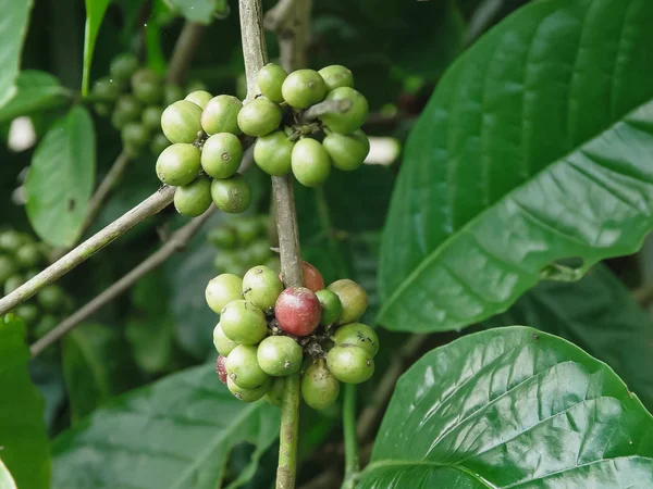 Perto de bagas de café verdes que crescem em um arbusto em uma plantação — Fotografia de Stock