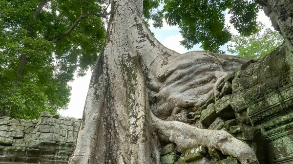 树根生长在塔普罗姆寺的墙上 — 图库照片