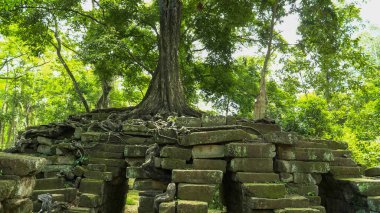 Angkor 'da kullanılmayan eski bir köprüde büyüyen ağaç