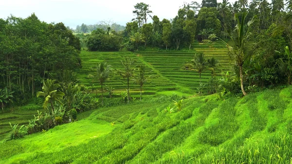 Jeunes plants de riz et cocotiers près des terrasses bali — Photo