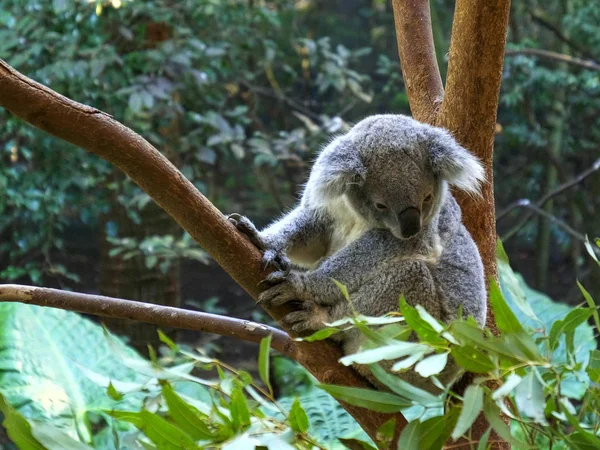 Tiro de ângulo alto de um coala em uma árvore na reserva de blackbutt — Fotografia de Stock