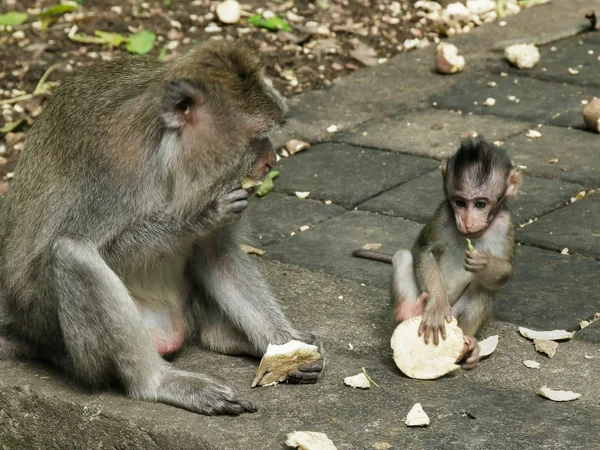 Macaco y bebé alimentándose de batata en ubud, bali — Foto de Stock