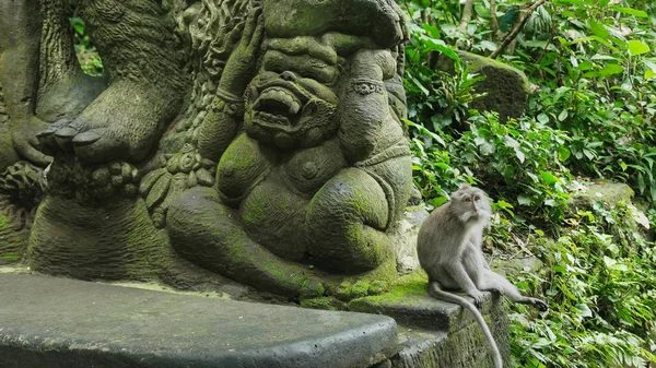 Balinese long tailed macaque sits beside a statue — Stock Photo, Image