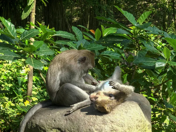 Monyet ekor panjang terletak di punggungnya seperti yang deloused — Stok Foto