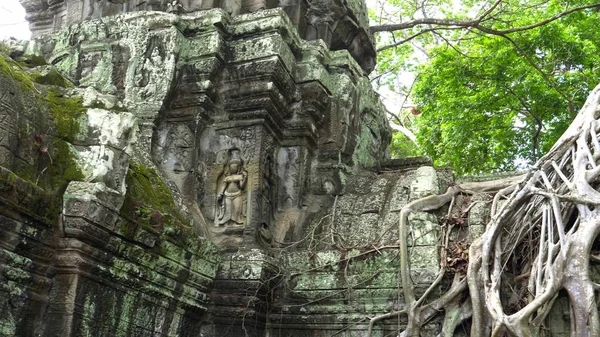 Estrangulador higuera raíces en ta prohm templo, angkor —  Fotos de Stock