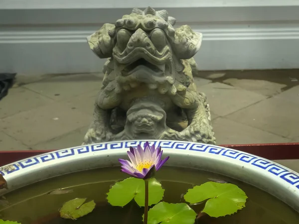 Chinees leeuwenstandbeeld en waterlelie in een pot bij wat arun tempel, bangkok — Stockfoto