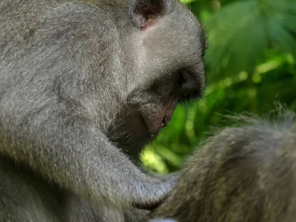 Tembakan proile dari delousing macaque lain di hutan monyet ubud, bali — Stok Foto