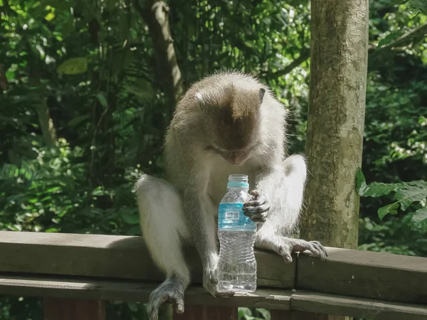 Kera dengan botol air ubud hutan monyet, bali — Stok Foto