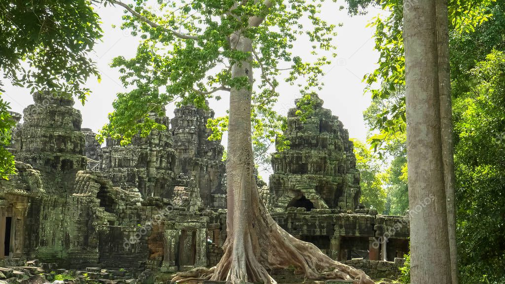 silk cotton rainforest tree in angkors banteay kdei temple ruins