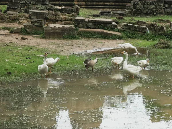 Gros plan d'un troupeau d'oies au temple bayon, cambodia — Photo