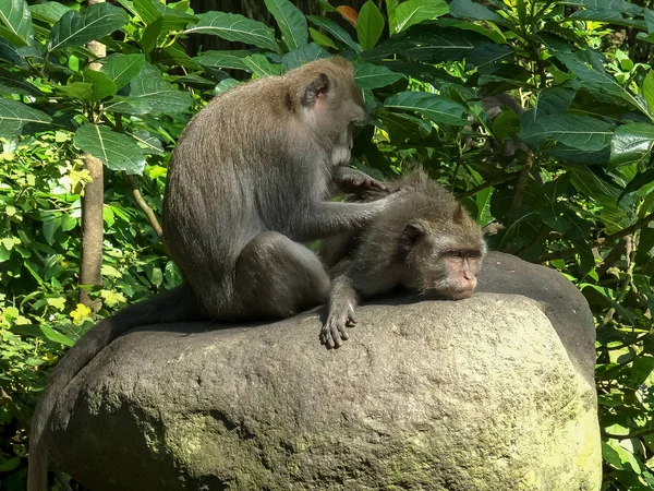 Macaque on stomach being deloused at ubud, bali — Stok Foto