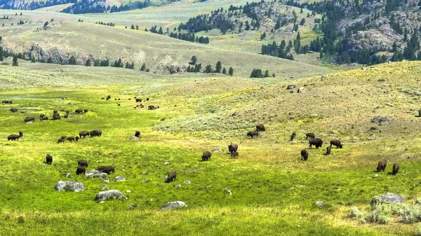 在黄石公园吃草的野牛的大头照 — 图库照片