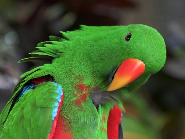 Zbliżenie zielony mężczyzna eklekt papuga preening jego pióra — Zdjęcie stockowe