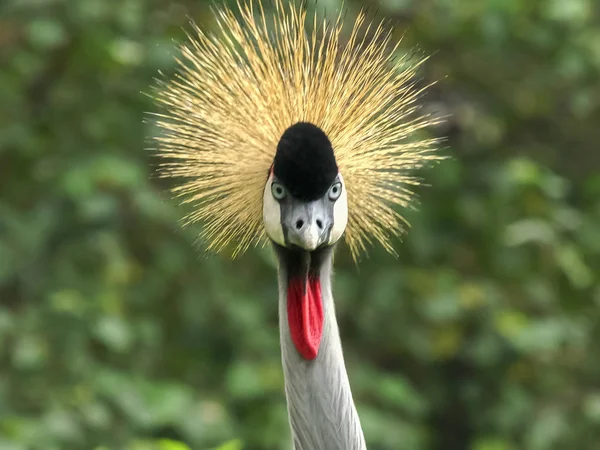 Gros plan d'une grue gris couronné face à la caméra — Photo