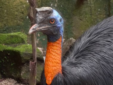 Bali 'de Kuzey Cassowary' ye yakın.