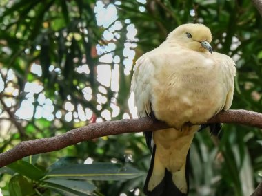 Fareli köyün güvercini Bali 'de bir dalda uyuyor.