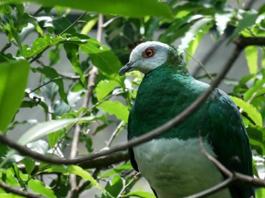 bali bir beyaz karınlı imparatorluk güvercin yakın