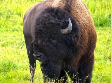 Yellowstone vadisinde dikilen bizon boğasına yaklaş.