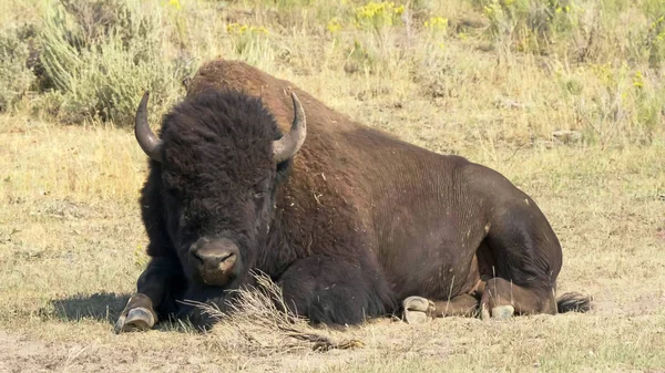 Большой бизон бык сидит на земле в долине Ламар, желтый камень — стоковое фото