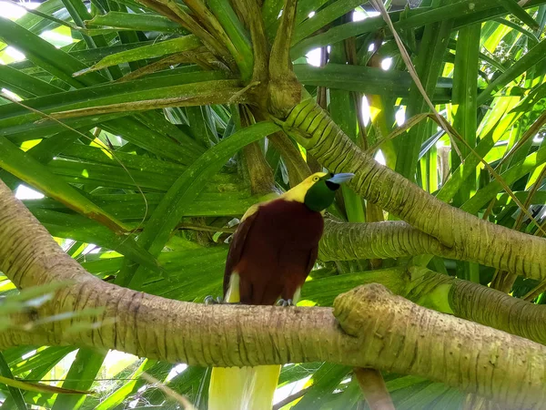 Vista de ángulo bajo de un ave más grande del paraíso en una rama de árbol en bali — Foto de Stock