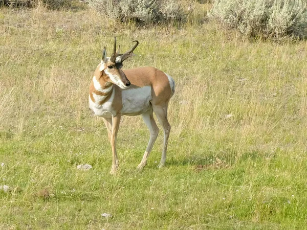 Un'antilope pronghorn che cammina nel parco di yellowstone — Foto Stock