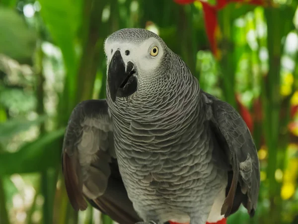 Primo piano vista frontale di un pappagallo grigio africano addomesticato — Foto Stock
