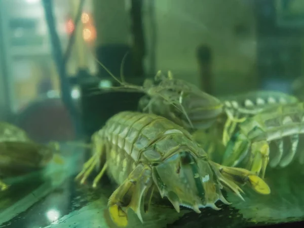 Close up de camarão mantis em um restaurante em Chinatown — Fotografia de Stock