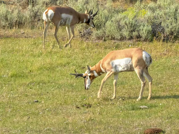 Antilope pronghorn che pesta il terreno in pietra gialla — Foto Stock