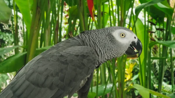 Close up foto de perfil de um papagaio cinzento africano — Fotografia de Stock