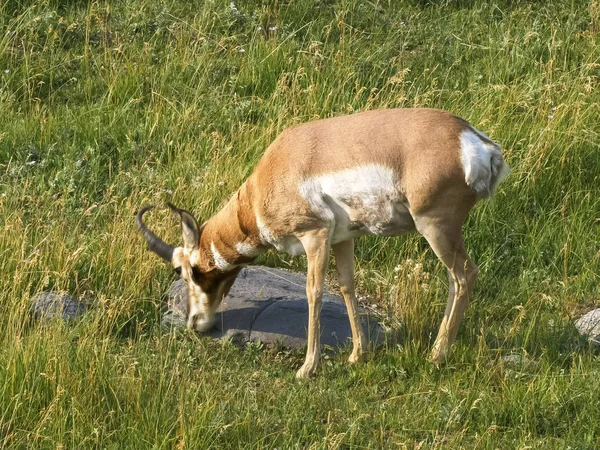 Yellowstone bir pronghorn antilop otlatma yan görünümü — Stok fotoğraf