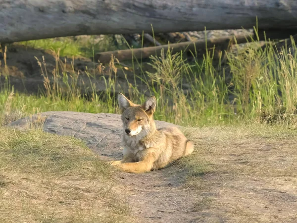 Tiro de um coiote sentado no vale lamar, yellowstone — Fotografia de Stock