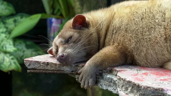 close up of a sleeping luwak in a coffee shop at tanah lot temple